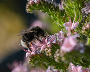 Close-up of Canary Island bumblebee, Bombus canariensis collecting pollen from delicate pink flowers. Captured in natural light, highlighting pollination and biodiversity in Canary Islands ecosystem.