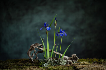 A mysterious composition in a naturalistic style with iris flowers. Branches, moss and lichen...