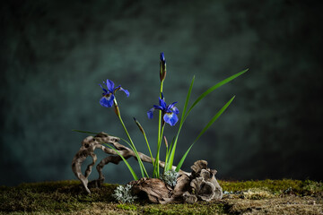 A mysterious composition in a naturalistic style with iris flowers. Branches, moss and lichen...