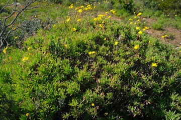 Yellow Wildflowers in St Helena Bay