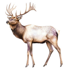 Fototapeta premium Majestic ornate reindeer with large antlers standing in profile isolated on white background