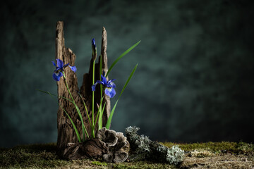 A mysterious composition in a naturalistic style with iris flowers. Branches, moss and lichen create an organic, symbolic composition.