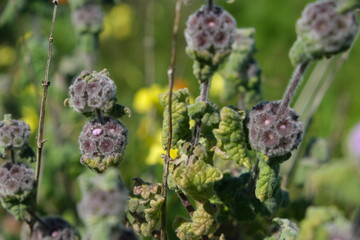 Fuzzy Wildflowers in Bloom