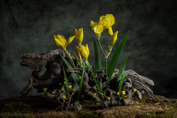 A mysterious composition in a naturalistic style with iris flowers. Branches, moss and lichen...
