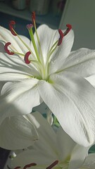 Close-up of a white lily flower with soft natural lighting