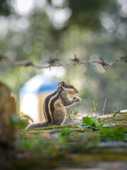 Indian palm squirrel sitting on a fence