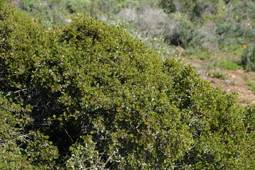 Dense Green Shrub in Natural Habitat