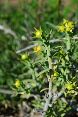 Close-up of Succulent with Yellow Flowers