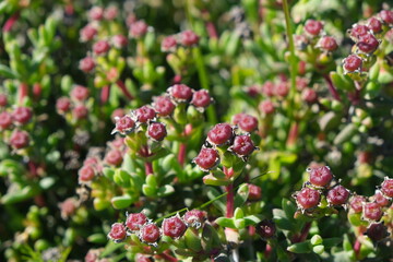 Vibrant Succulent Blossoms in Sunlight