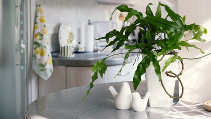 Fern Microsorum diversifolium in white tall pot stands on kitchen table next  two bird figurines.....