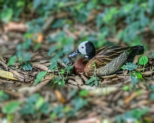 White faced Whistling duck
