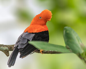 Andean Cock on the rock