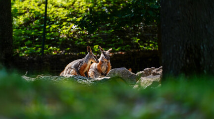 Adorable two kangaroos sitting on a rock. 
