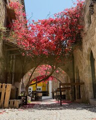 Enchanting stone walkway lined with pink bougainvillaea flowers, creating a charming Mediterranean alley in full bloom