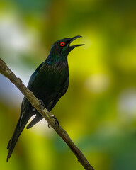 Asian Glossy Starling
