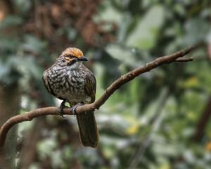 A Straw Head Bulbul