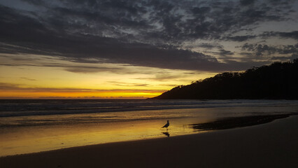 Gull on Beach During Sunrise