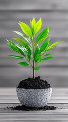 Small plant in pot on wooden surface