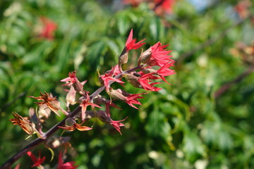 Obraz premium Vibrant Red Flowers in Bloom