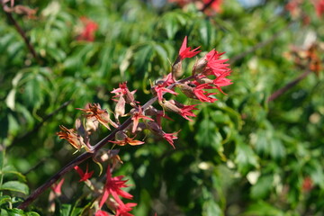 Vibrant Red Flowers in Lush Greenery