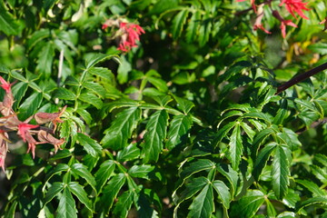 Vibrant Green Foliage with Red Blossoms