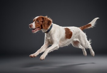 brittany sapniel hunting dog isolated on grey neutral studio background, adorable doggy, lovely pet 6