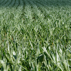 Field of Young Corn Plants