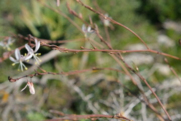 Wild Plant with Delicate Flowers