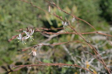 Close-up of Wild Plant with Delicate Flowers