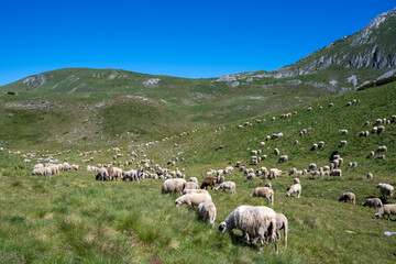 Parc national du Durmitor , Montenegro