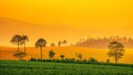 Obraz premium Vibrant yellow orange landscape with trees and fields image