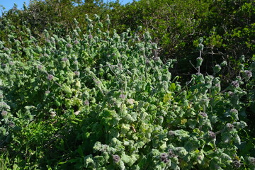 Wild Coastal Foliage in St Helena Bay