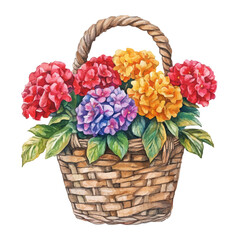watercolor of A Cockscomb Flower Basket, vector, isolated on a white background.