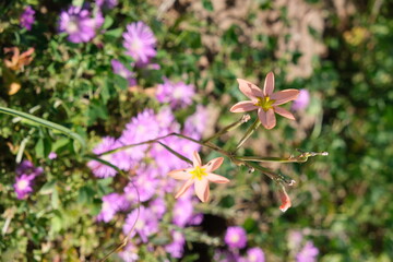 Wildflowers in Bloom at West Coast National Park