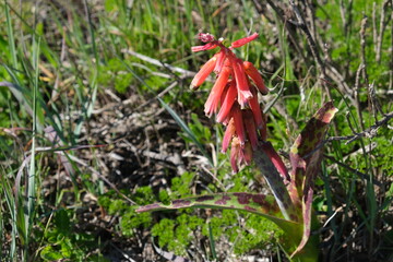 Wild Red Flower in Natural Habitat