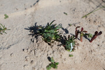 Succulent Plants Growing in Sandy Soil