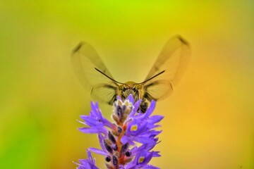 butterfly on flower