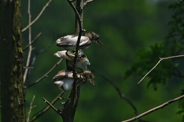 great tit parus major