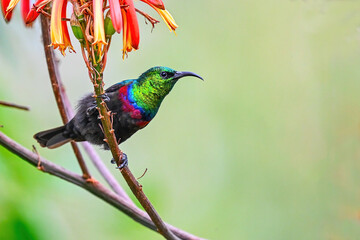 peacock bird on a branch