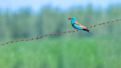 blue tit on a branch