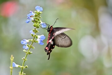 butterfly on a flower