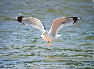seagull flying in the water