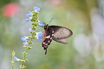 Fototapeta premium butterfly on a flower