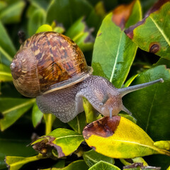 Garden Snail Eating Blight off Leaves: A Macro Wildlife Wonder