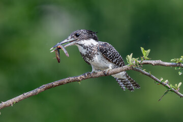 kingfisher on the branch