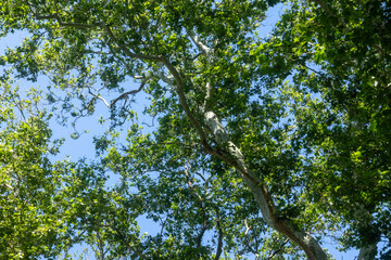 green leaves in the forest sun