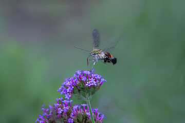 dragonfly on a flower