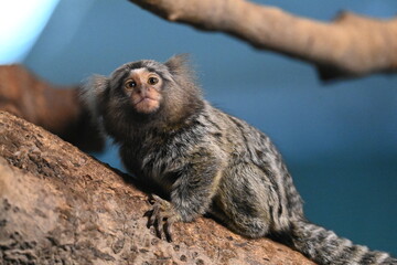 flying birds in the wildlife