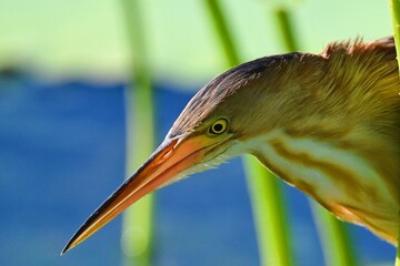 flying birds in the wildlife