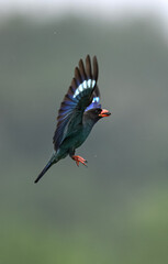 kingfisher on the branch